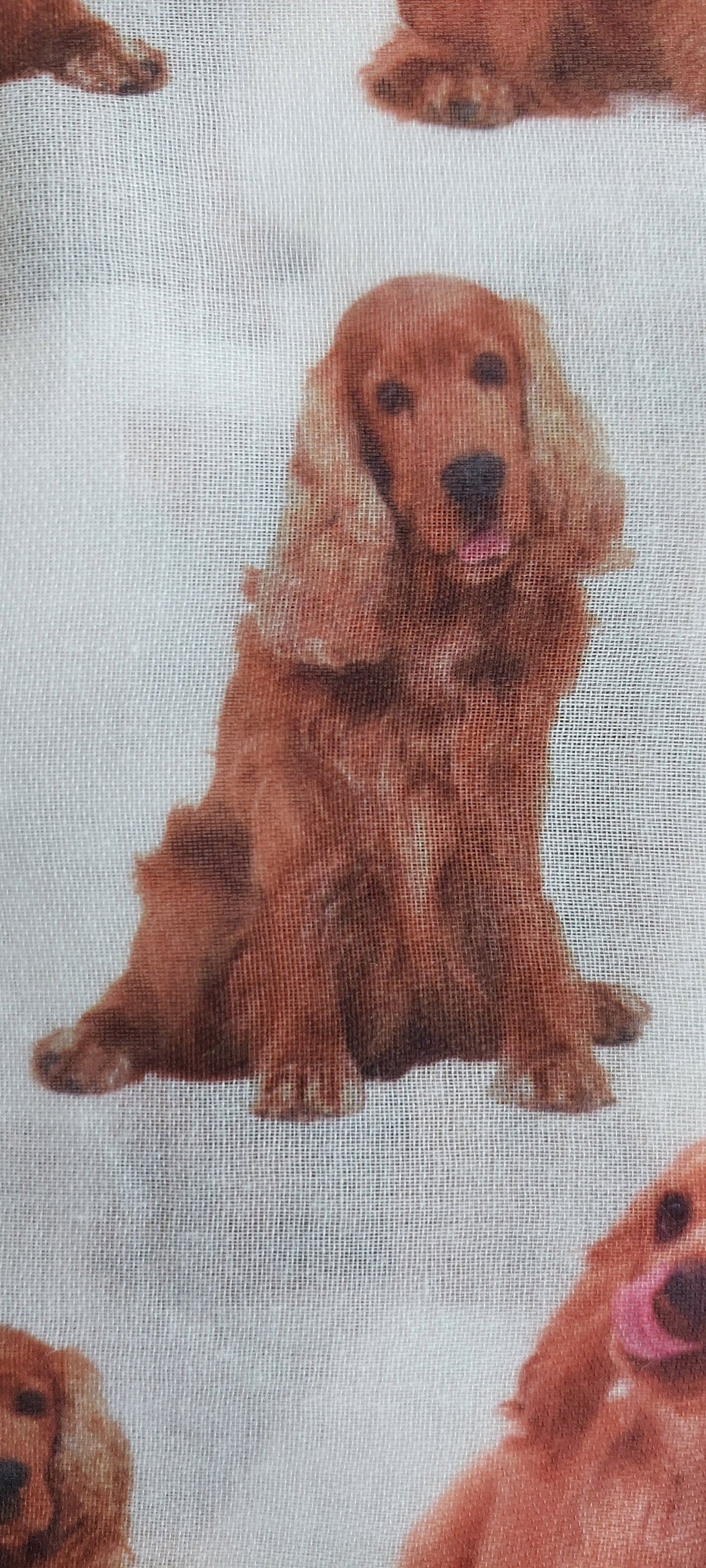 Close up of tan coloured cocker spaniel dog on a white scarf