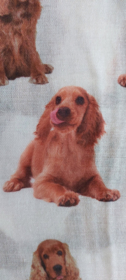 Close up of tan cocker spaniel dog licking its lips on a white scarf background