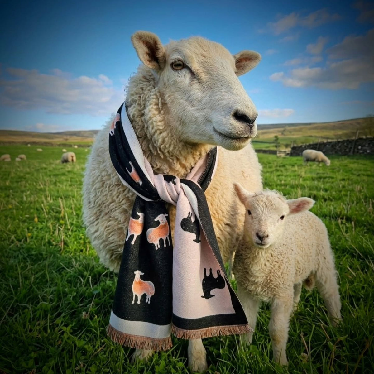 Herdwick Sheep Warm Winter wrap